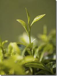 Darjeeling is picked by experts, taking just the bud and the youngest leaf.