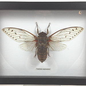 Framed cicada