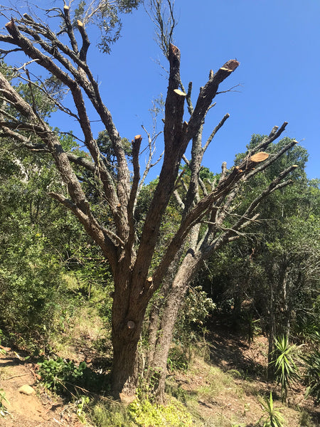 Pruned Canopy Tree - Wild Olive