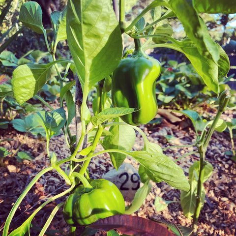 Peppers growing on a Hugelbed at la Food Forest