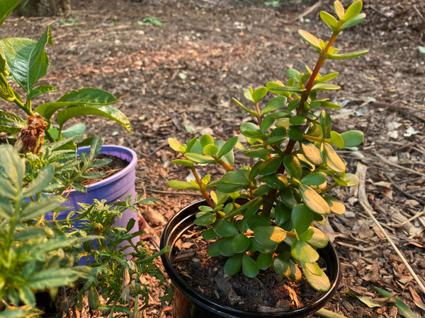 Planting Spekbooms