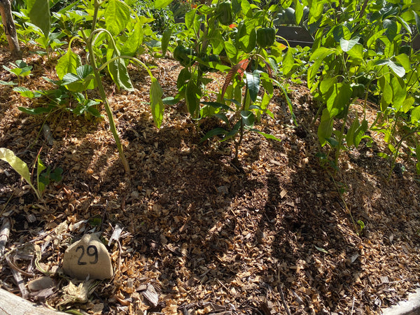 Peppers growing on a permaculture hugelbed