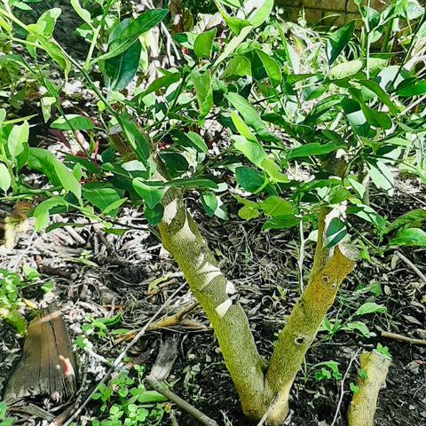 Lime Tree after pruning