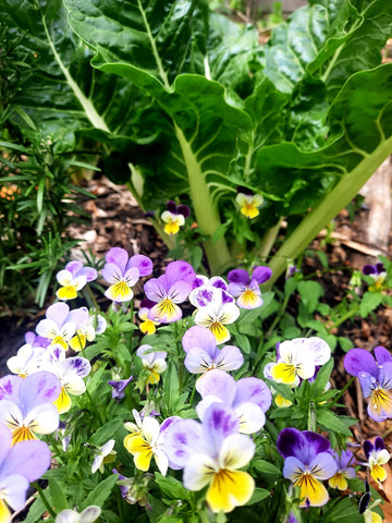 Viola - Edible Flowers