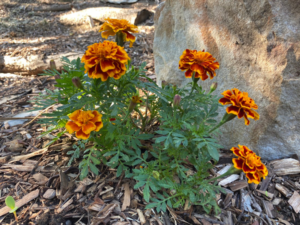 Marigolds