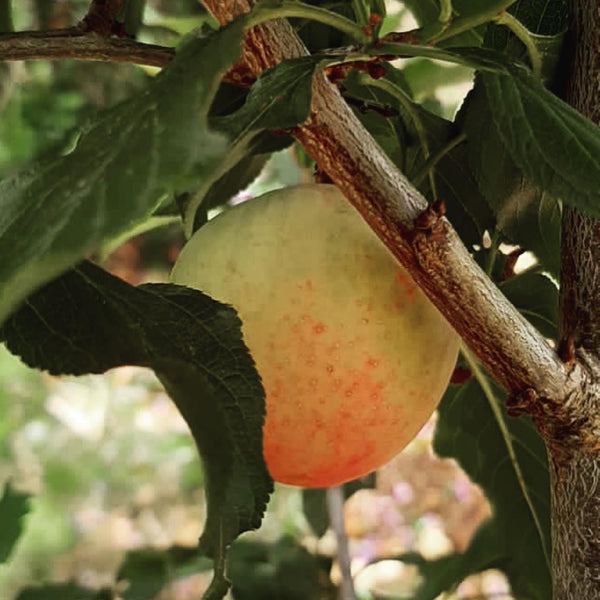 Plum growing on Tree