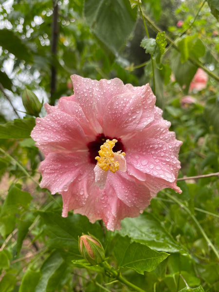 Hibiscus Flower