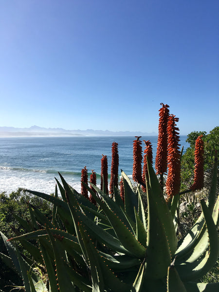 Aloe flowering in PlettenbergBay