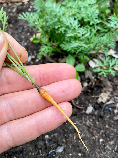 First homegrown carrot 