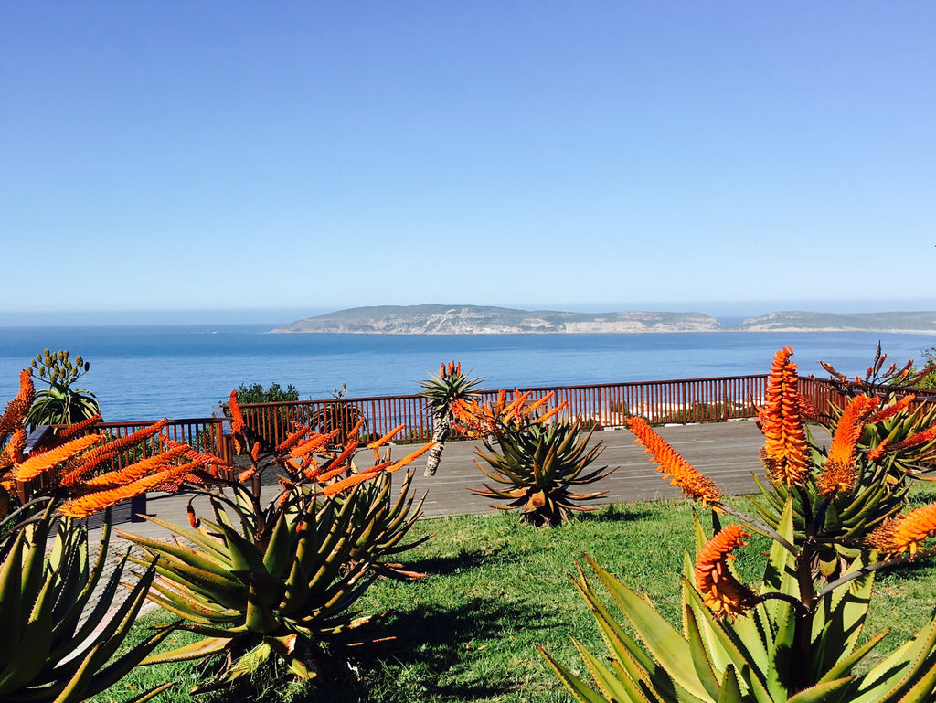 Aloe flowering on the Garden Route