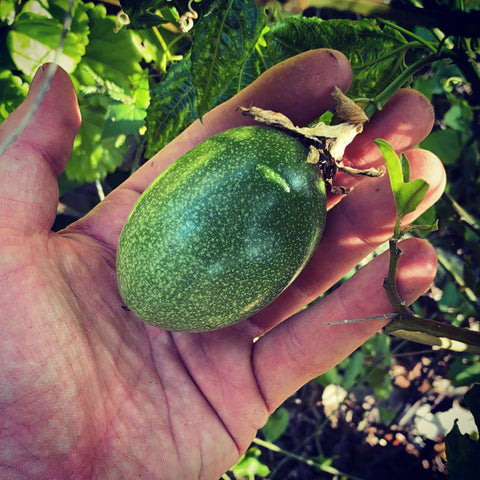 Passion fruit vine