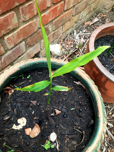 Ginger growing in a Pot