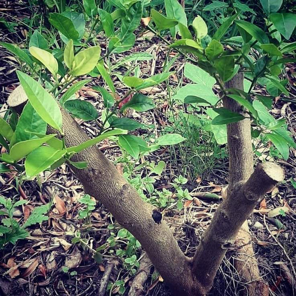 Pruned lime tree is shooting again