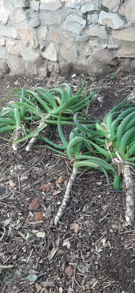 Transplanting Aloe