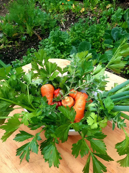 Carrot Harvest Basket