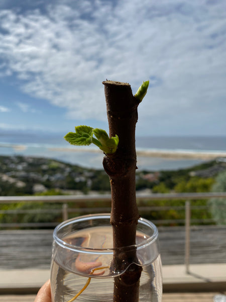 Propagating fig tree from cutting