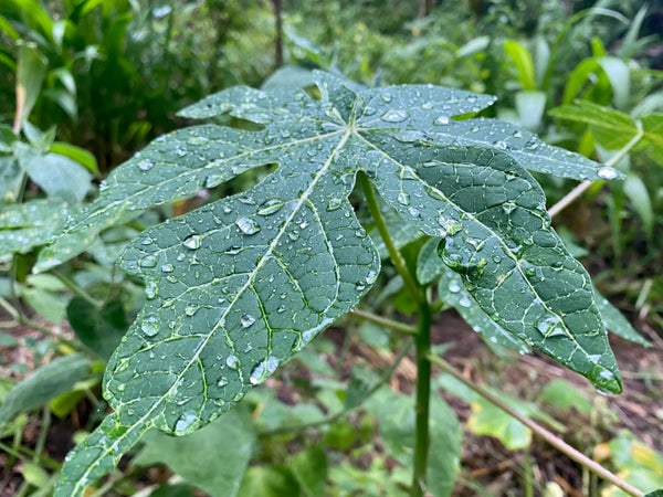 Papaya Leaf