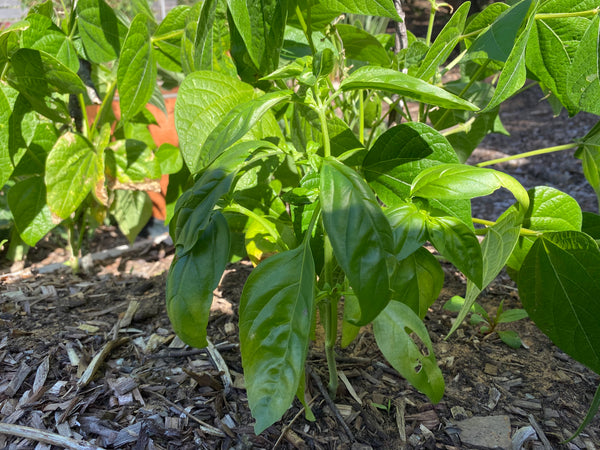 Interplanting of Basil to prevent pests