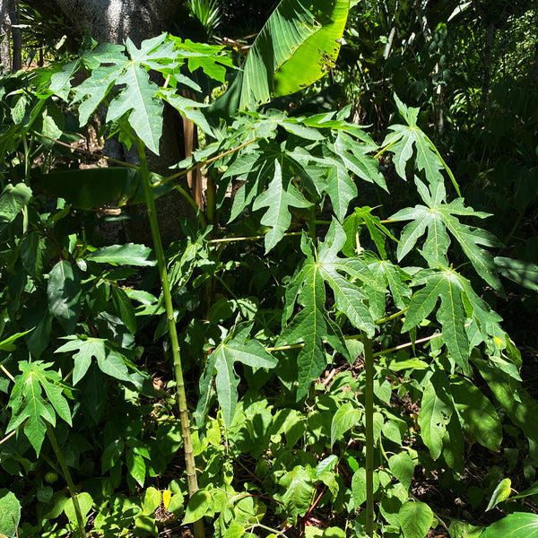 PawPaw Trees