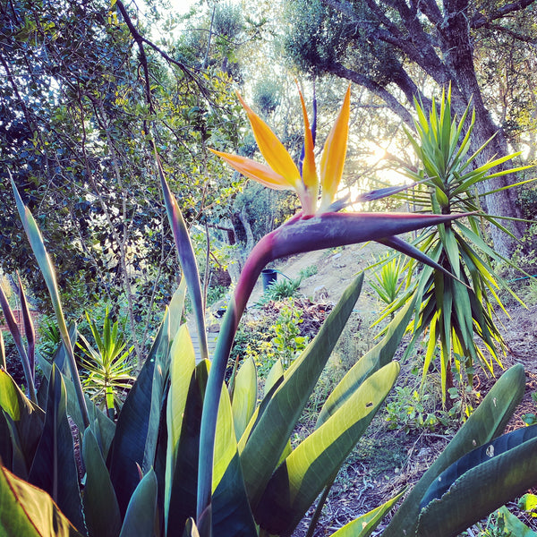 Bird of Paradise Flower - Strelitzia