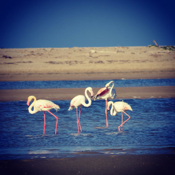 Flamingos In Plettenberg Bay