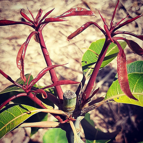 Beschnittener junger Mangobaum