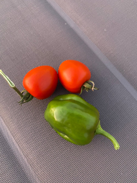 Homegrown Tomatoes and a small green Pepper