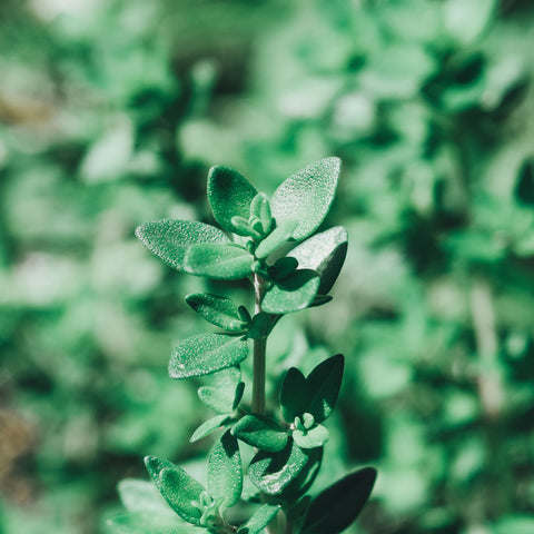 Oregano - Health Benefits