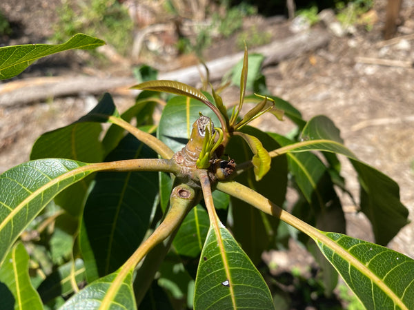 Mango Tree flushing