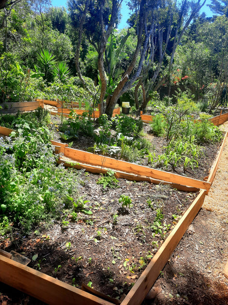 Raised Beds