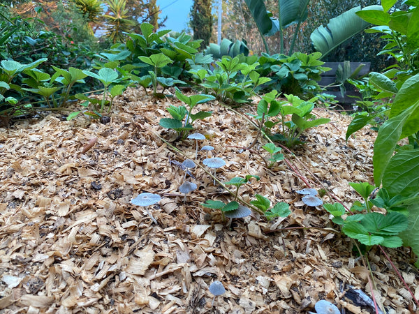 Strawberry Plants as Groundcover