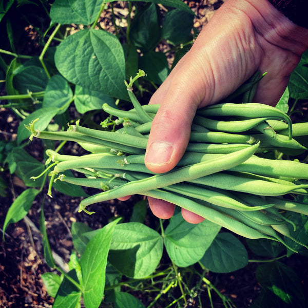 Hand full of homegrown green beans