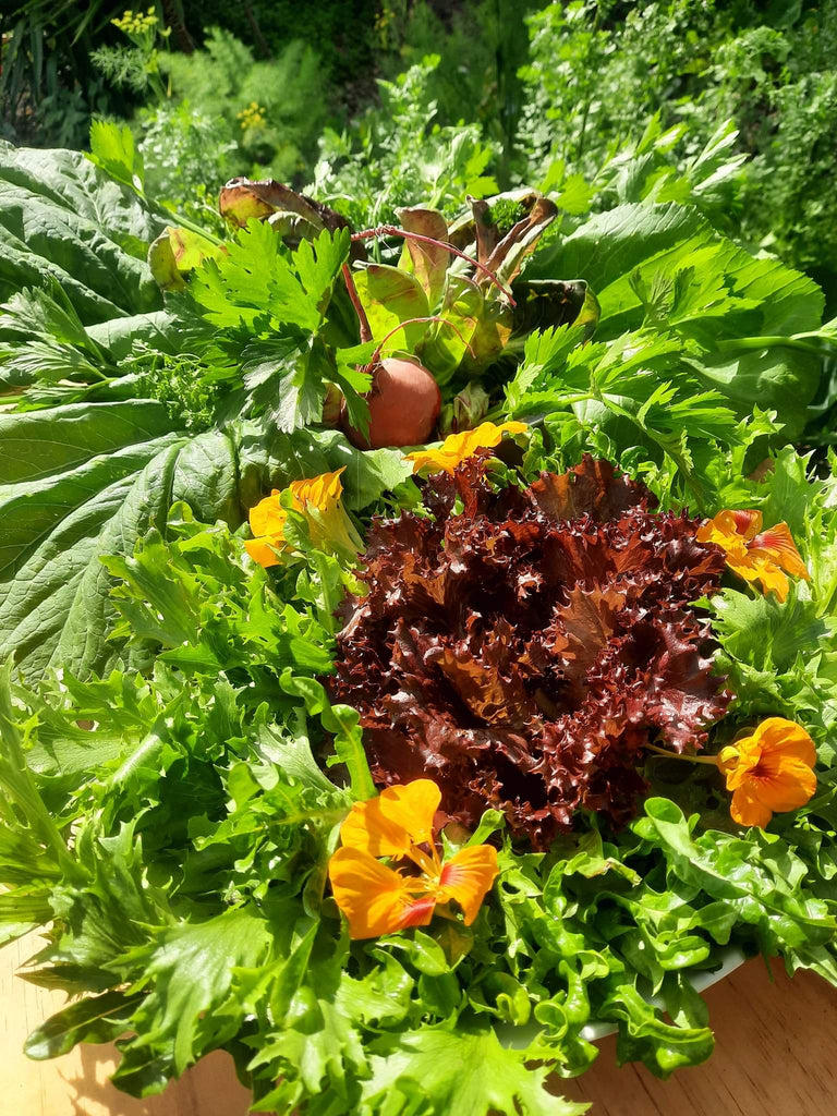 Frische Ernte von selbst angebauten Lebensmitteln aus dem Garten