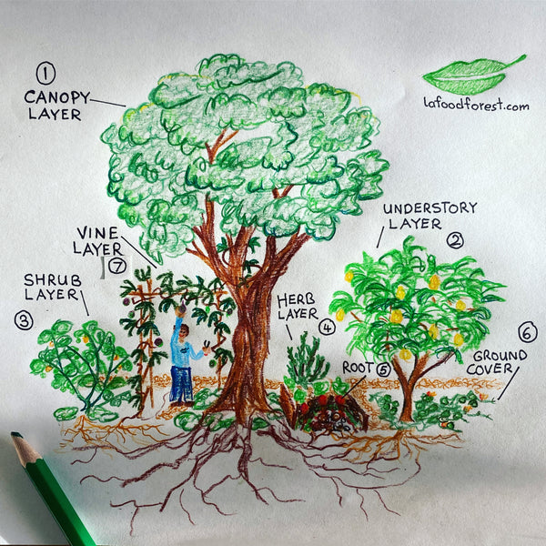 Food Forest Layers