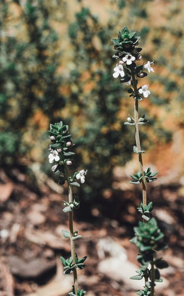 Thyme flowering