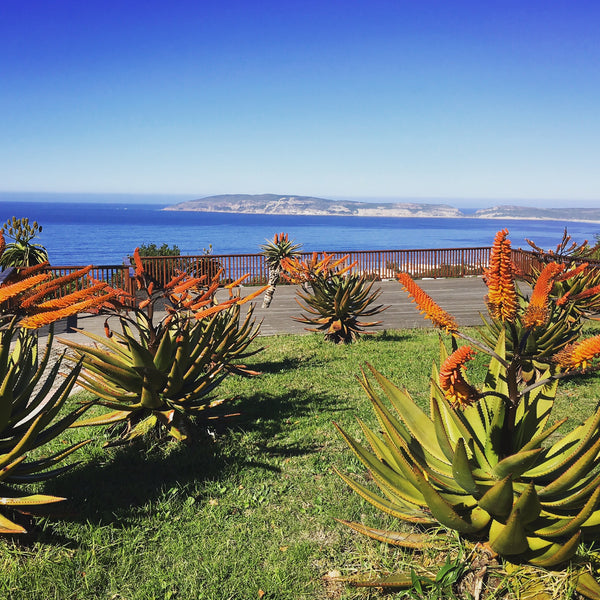 Aloe flowering in Plettenberg Bay in front of Robberg Peninsula