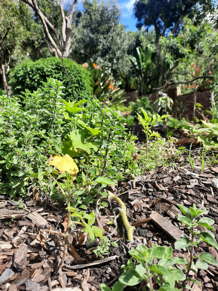 Oregano wächst im Food Forest