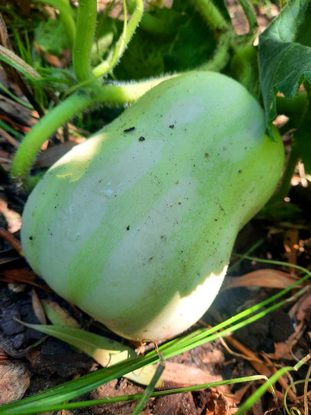 Butternut ripening In Plett Food Garden