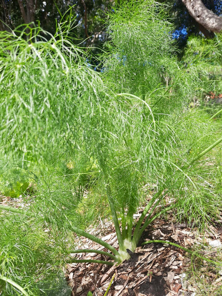 Fennel