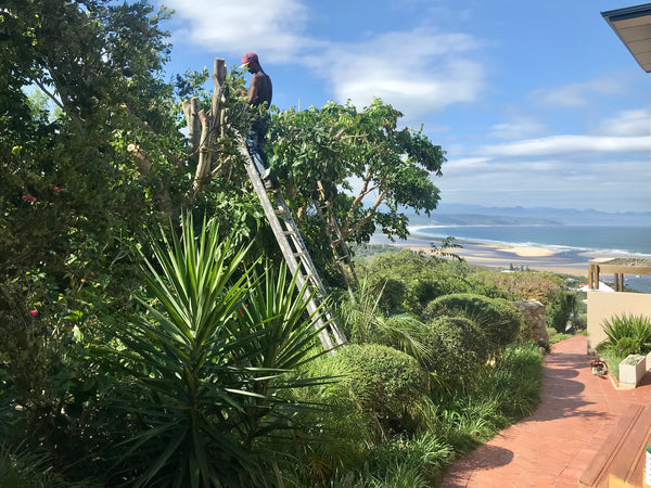 Pruning of Canopy Tree