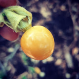 Cape Gooseberry