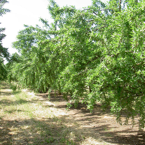 Organic Almond Trees Spain Bioterra