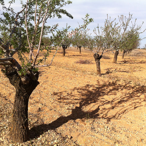 Almond Cultivation Research at Bioterra