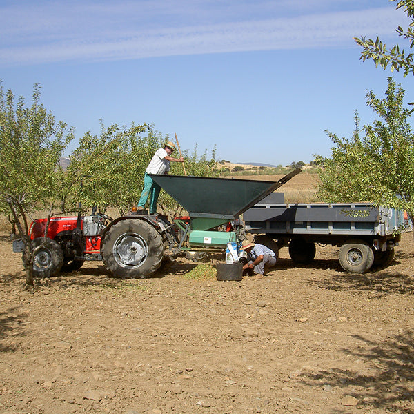 Almond Cultivation Harvesting in Spain by Bioterra