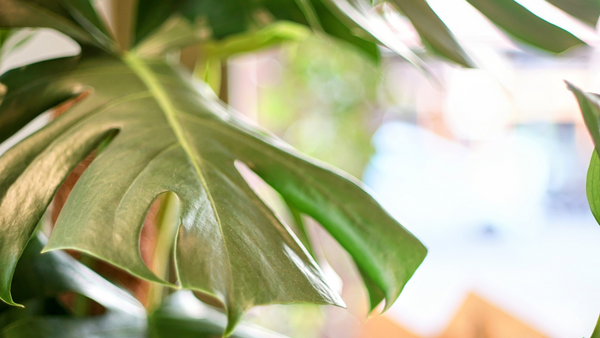 Monstera Deliciosa