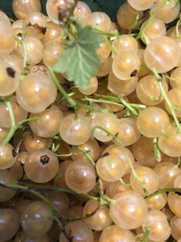 white currants harvested