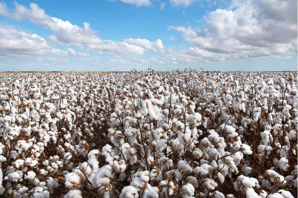 Organic Cotton Field