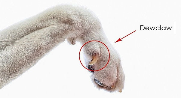 How to Cut Dog's Nails Correctly (Step-by-Step Guide with Video and Pics)