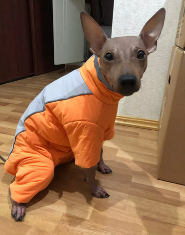 Combinaison imperméable pour chien