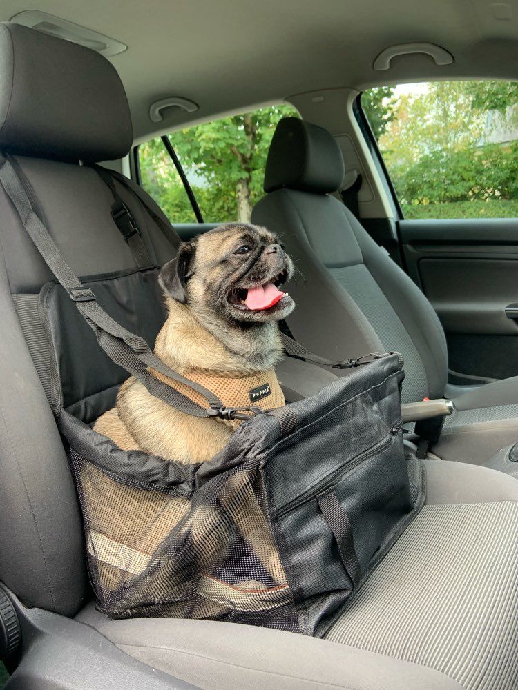 Transporteur de chien pour voiture